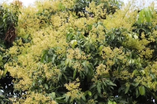 荔枝开花后怎样管理