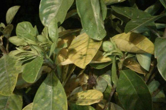 枙子花叶子枯干怎么救
