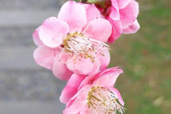 梅花的雅称
