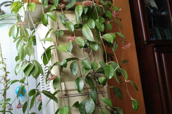 球兰花图片功效与作用