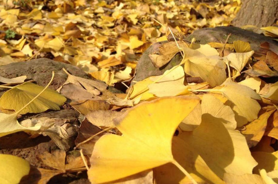 家里为什么不能种银杏