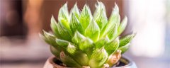 多肉的养殖方法和浇水量