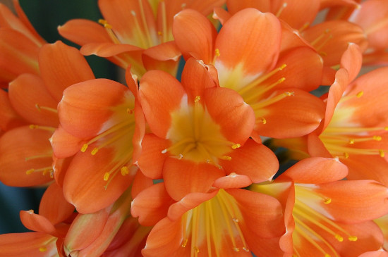 君子兰开过花剩下的花杆怎么处理