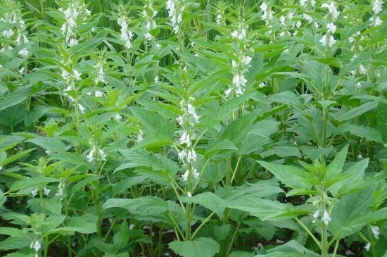 芝麻播种后几天出苗