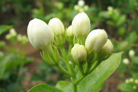 茉莉花怎么养护