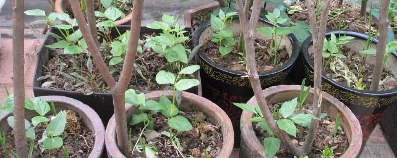 豆角种子催芽温水泡多久