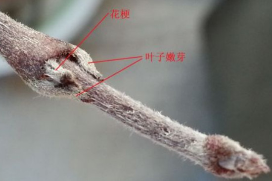 球兰的花骨朵在哪里冒芽