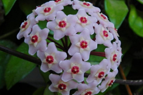 球兰的花骨朵在哪里冒芽