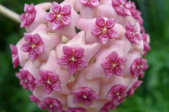 球兰的花骨朵在哪里冒芽