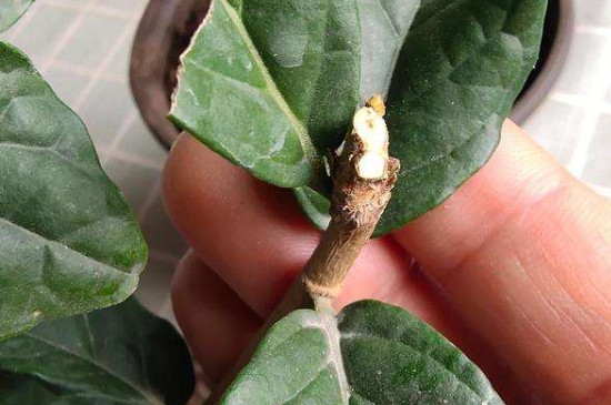 虎头茉莉修剪方法