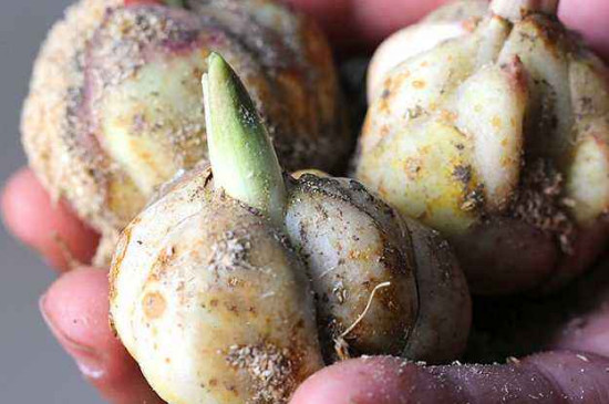 百合种球夏天可以种吗