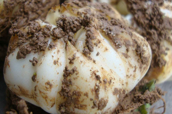 百合种球夏天可以种吗