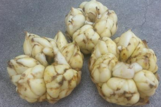 百合种球夏天可以种吗