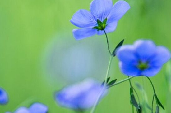 蓝亚麻怎么扦插