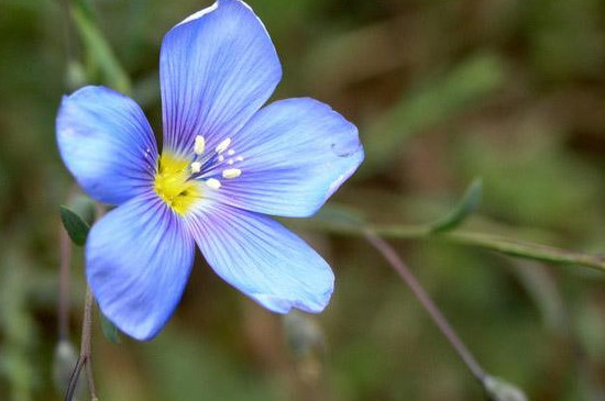 蓝亚麻怎么扦插