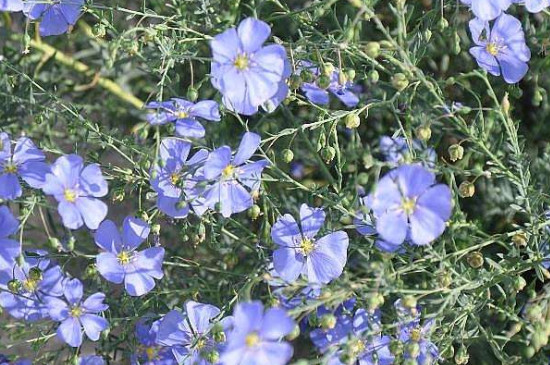 蓝亚麻怎么扦插