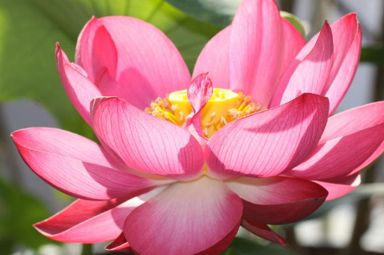 荷花插瓶可以保持几天