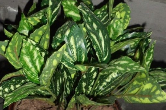 五彩芋能放在家里吗