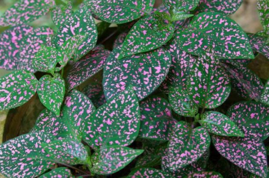 五彩芋能放在家里吗