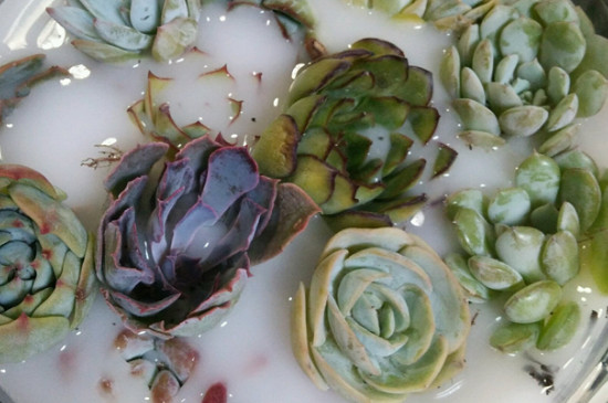 多菌灵泡根后要阴干吗