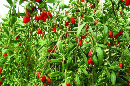 枸杞黄叶掉叶怎么回事