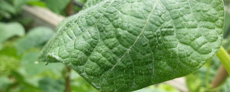 豆角的叶子卷起来发生了什么病