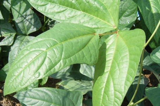 豆角的叶子卷起来发生了什么病