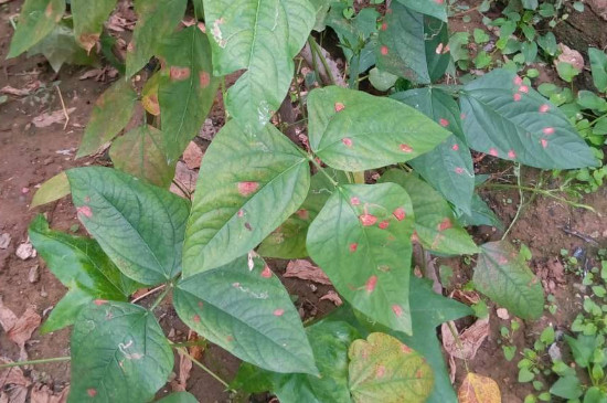 豆角的叶子卷起来发生了什么病