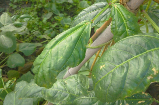 豆角的叶子卷起来发生了什么病