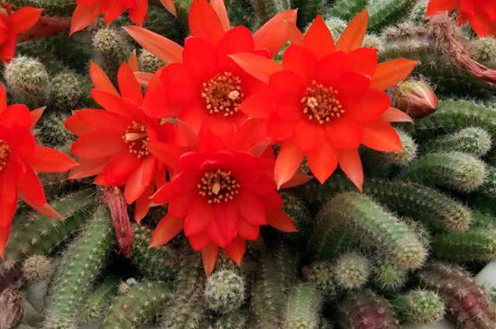 白檀仙人掌的养殖方法和注意事项