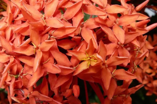 仙丹花叶子要不要喷水