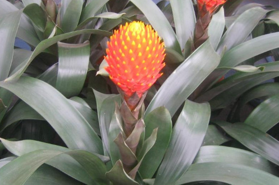 彩苞凤梨花的花枯萎了怎么办