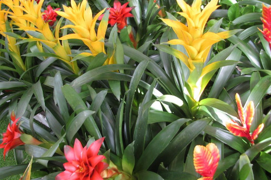 彩苞凤梨花的花枯萎了怎么办