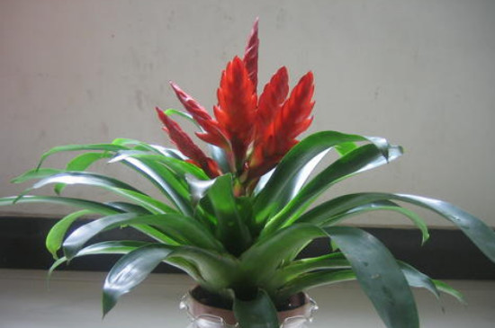 彩苞凤梨花的花枯萎了怎么办