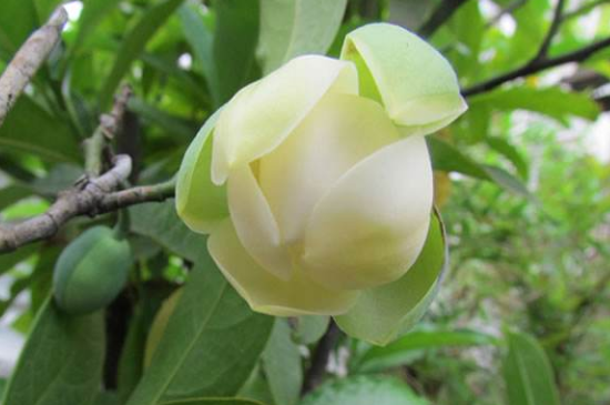 夜合花叶子干枯怎么办