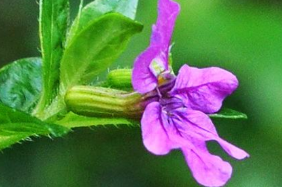 雪茄花怎么爆盆