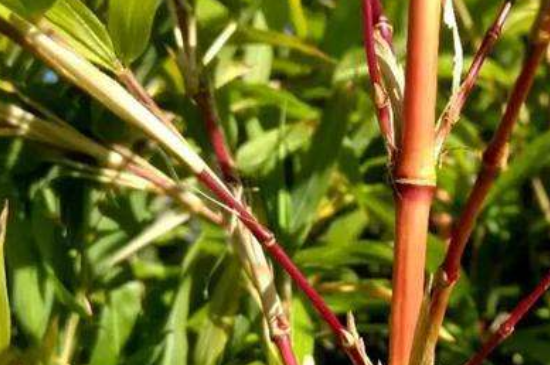 红运竹叶子发黄怎么办