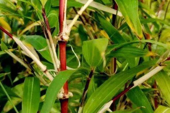 红运竹叶子发黄怎么办