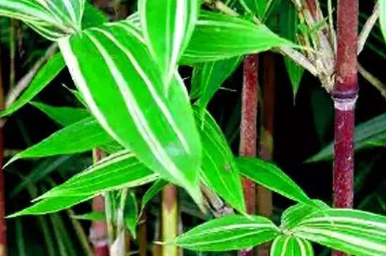 红运竹叶子发黄怎么办