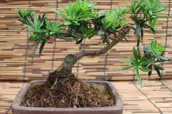 刚买的雀舌黄杨怎么种