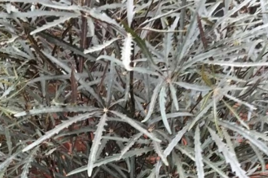 孔雀木掉叶子怎么回事