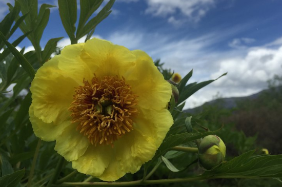 大花黄牡丹怎么栽培