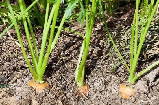 胡萝卜种植几天出芽
