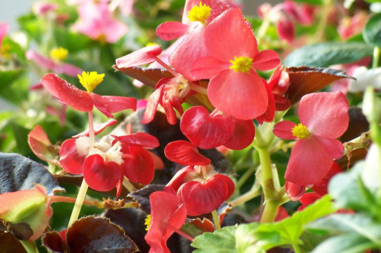 四季海棠剪枝能泡出根吗