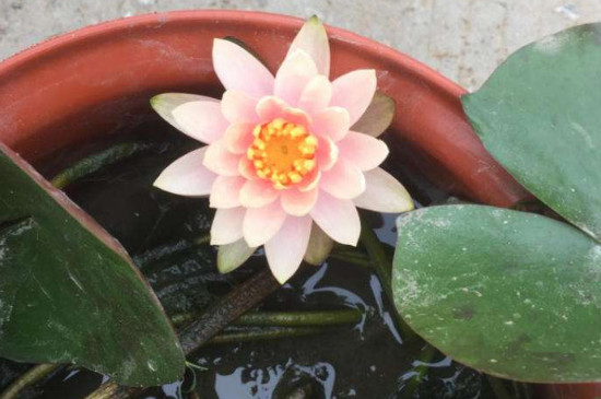 一个花盆最多养几个睡莲