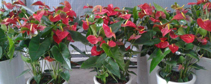 为什么红掌不能养一盆