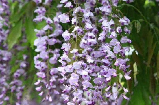 多花紫藤一年开几次花