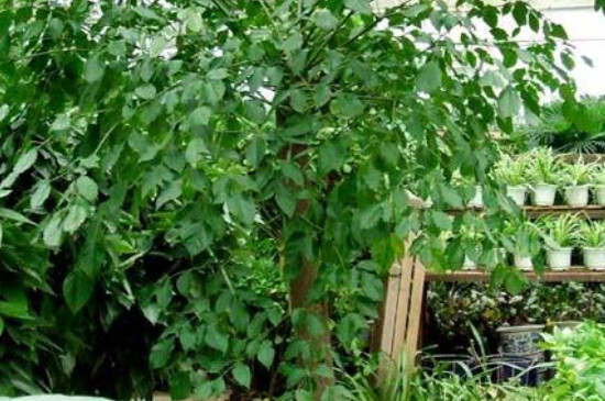 幸福树叶子上有白斑是什么原因