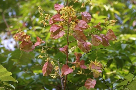 黄山栾树的特点
