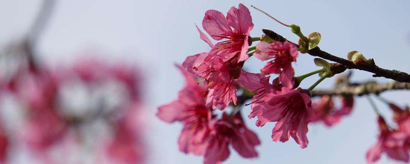 钟花樱的花期